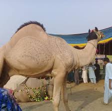 The most prevalent practice in the muslim world is observing eid ul adha and qurbani on three days of dhul hajjah (10th 11th and 12th ). Camel Mandi Gujranwala Posts Facebook