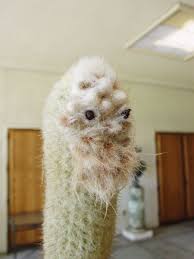 Image result for Micractis