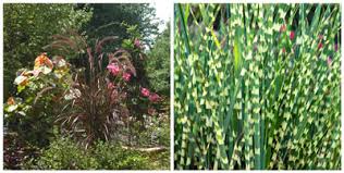 Maybe you would like to learn more about one of these? My Choice Best Ornamental Grass Neil Sperry S Gardens