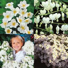 Maybe you would like to learn more about one of these? Buy The Pure White Flowering Garden Best Value For Money Gardens4you