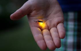 Where did all the fireflies glow? We get asked the question all the time -  hey, why don't I see that many lightning bugs anymore? The simple answer  is, maybe your community