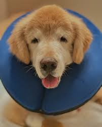 ☪︎ 𝕯𝖊𝖇𝖔𝖗𝖆 𝕱𝖚𝖈𝖍𝖘 vet ☪︎