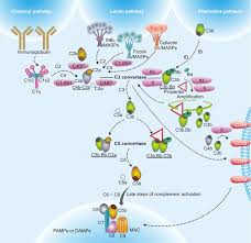 Image result for Complement Pathway