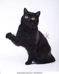 Pantalon Negro Con Ojos Amarillos En Foto De Stock 699528370 Shutterstock