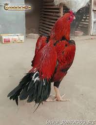 Pin Di Sabung Ayam