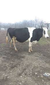 4 camere, 1180 mp com batrani. De Lapte Holstein Orasultau