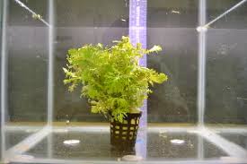 Image result for Hygrophila cataractae