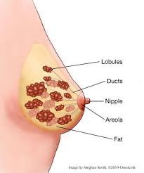 What does a breast cancer lump look like? All About Breast Cancer Oncolink