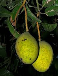 150 gr jagung manis pipil 3. Resep Cara Membuat Sambal Mangga Kweni Khas Palembang Yang Enak Dapur Teh Enur