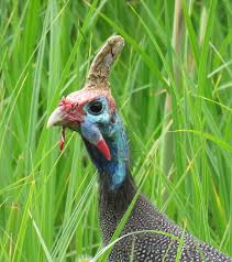 Toikka bird guide welcome to our toikka bird guide. Wildlife Photography Guineafowl Steemit