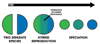 Hybrid Speciation Wikipedia