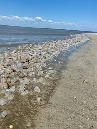 They have caused hundreds of millions of dollars of losses to the fishing and tourism industries around the black sea. Thousands Of Cannonball Jellyfish Pile Up On The Shores Of Tybee Island In Georgia