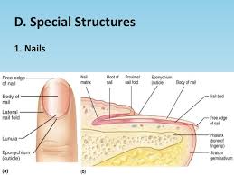 Integumentary System