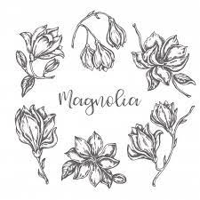 Magnolia Flowers Drawing Ink Hand Drawn Set In 2020 Flower Drawing Magnolia Flower Drawing Set