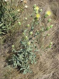 Image result for Emilia jeffreyana