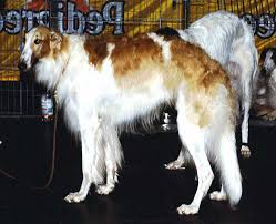 To furnish guidelines for breeders who wish to maintain the quality of their breed and to improve it; Borzoi Wiktionary