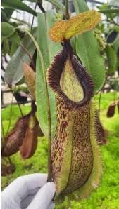 Image result for Nesaea spathulata