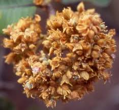 Image result for Parinari excelsa