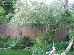 Full Size Picture Of Nishiki Willow Dappled Willow Hakuro Nishiki Salix Integra In Front Of A 6 Ft Dappled Willow Shrubs For Privacy Outdoor Landscaping