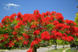 It is a hybrid between the common horse chestnut and the red buckeye tree, and. Poinciana Tree Brisbane Flowering Trees Michigan Flowering Trees Red Tree