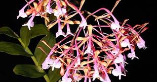 Epidendrum Capricornu