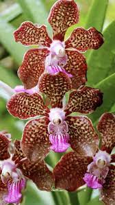 Orchids For Sale Orchid Flower Flowers For Sale Orchids