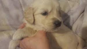 Goldens are eager to please and respond very well to. Akc Golden Retriever Puppies For Sale In Portland Oregon Classified Americanlisted Com