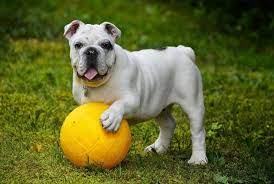 Serving los angeles and the surrounding area. Qualities Of The Best Doggy Boot Camp Los Angeles Pet Price List