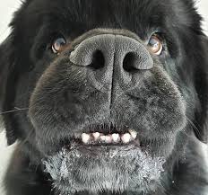 Taken directly from the newfoundland dog database online. Newfoundland Breed Information Guide Facts And Pictures Bark