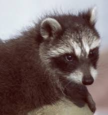 The disastrous impacts of trump's border wall on wildlife.greenwald, n., segee, b., curry, t. Adw Procyon Lotor Information