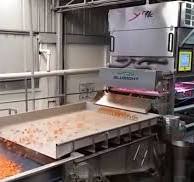 Carrot Sorting Machines | Quadra Machinery