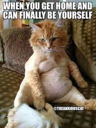 Funniest Animal Memes Of The Day That Are Extremely Hilarious 24 Pics Awed Owl Funny Funnymemes Funny Animal Memes Cute Funny Animals Cute Animal Memes