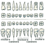 baby teeth deciduous or primary teeth