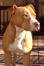 I Love The Colors I Don T Care I Just Want One Pitbulls Dogs What Do You Think About This Beautiful Pitbull Terrier American Pitbull Terrier Beautiful Dogs