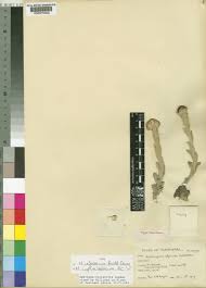 Image result for Helichrysum cephaloideum