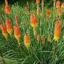 Image result for Kniphofia princeae