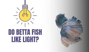 Do Betta Fish Like Light Do They Need Darkness To Sleep
