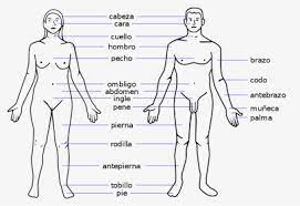 Learning the body parts can help broaden children's learning experience. Female Body Parts Name With Picture Free Of The Download Human Body Parts Name In Spanish Hd Png Download Transparent Png Image Pngitem