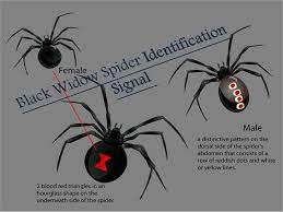 A male black widow spider prepares to mate with a female. Black Widow Underside Markings The Ones I See Here Often Have Just A Rectangle Of One Side Of The Hourglass 2 Spots Black Widow Spider Widow Spider Spider