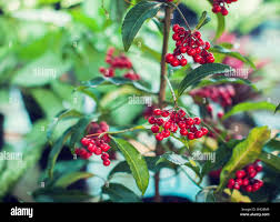 Image result for Myrsinaceae