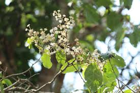 Image result for Scolopia