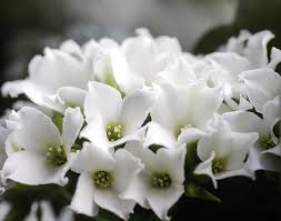 pixabay上的免费图片 鲜花 白 花卉 植物 盆栽的植物 白色的花 plants inspiration