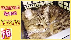favorite toy cats cat life life