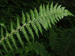 Image result for Polysphaeria harrisii