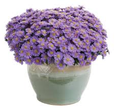 Plant addicts is your source for high quality zone 9 plants and planters. Fall Blooming Perennials Grasses For A Burst Of Color Proven Winners