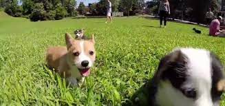 Cute little puppies on shelf with books on light background cute little puppies of pembroke welsh corgi on shelf with books on light background. Video Of The Day Six Corgi Puppies Go To University Modern Dog Magazine