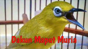 About press copyright contact us creators advertise developers terms privacy policy & safety how youtube works test new features press copyright contact us creators. Dakun Maput Muria Youtube