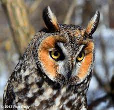 صور البومة صور ومعلومات عن البومة long eared owl owl owl pictures