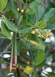 Image result for Rhizophora