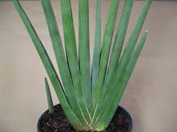Image result for Sansevieria pearsonii